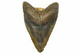 Bargain, Fossil Megalodon Tooth - North Carolina #373118-1